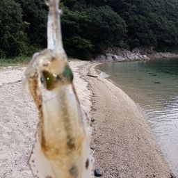 アオリイカ