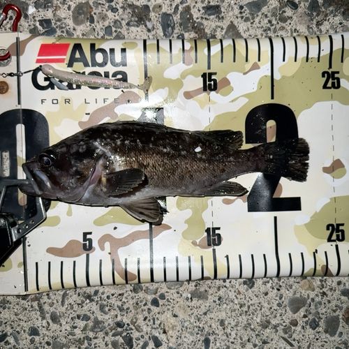 クロソイの釣果