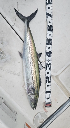 サワラの釣果