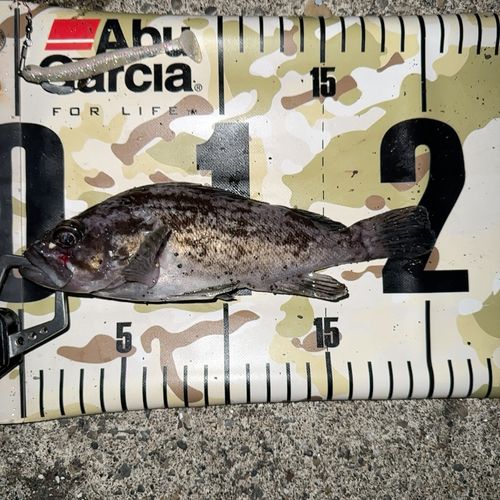 クロソイの釣果