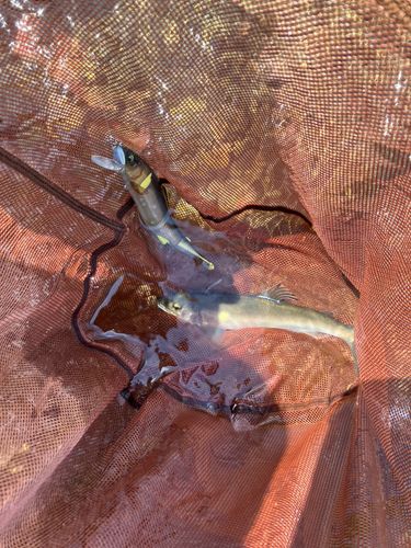アユの釣果