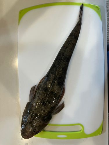 田原サーフ