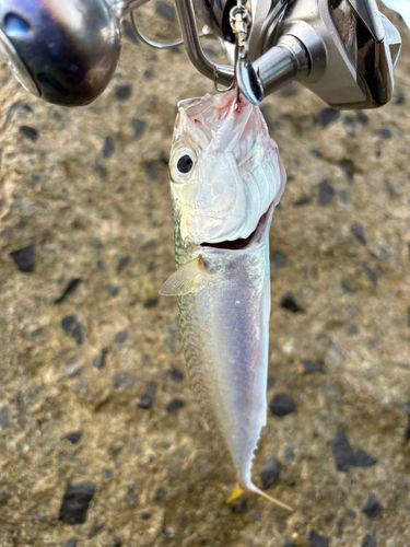 釣果