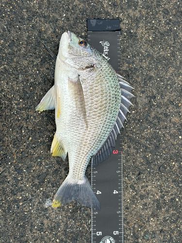衣浦湾