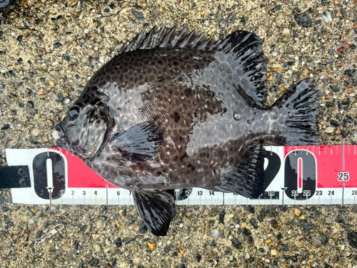 イシガキダイの釣果