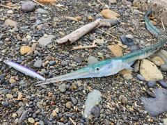 ダツの釣果