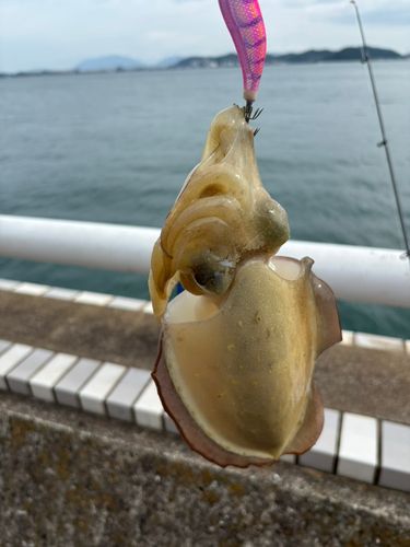 コウイカの釣果