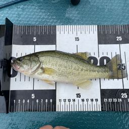 ラージマウスバス