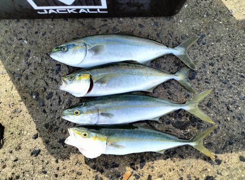 ヤズの釣果