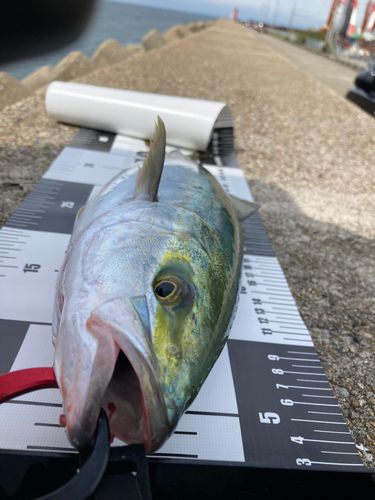 ハマチの釣果