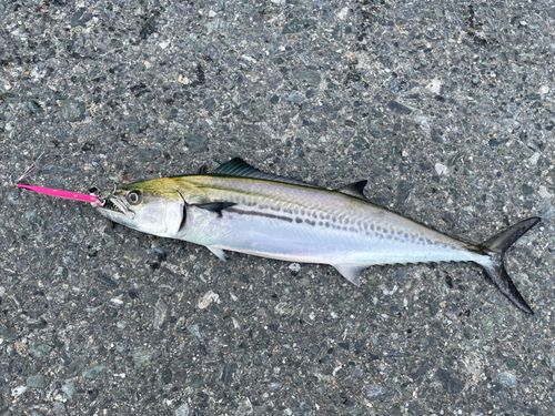 サゴシの釣果