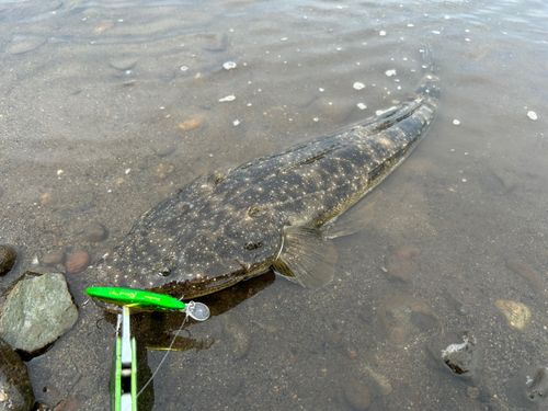 マゴチの釣果