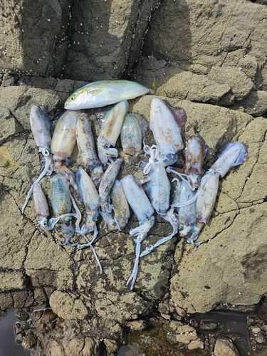 アオリイカの釣果