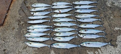 サゴシの釣果
