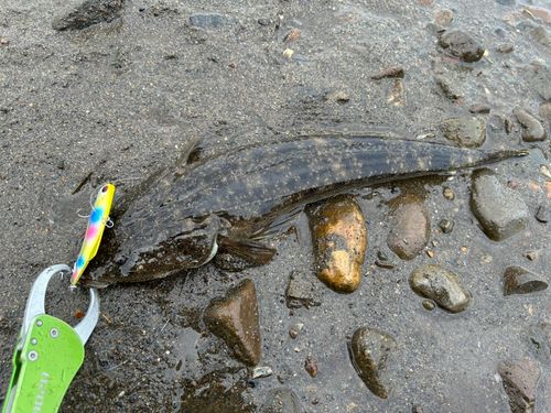マゴチの釣果