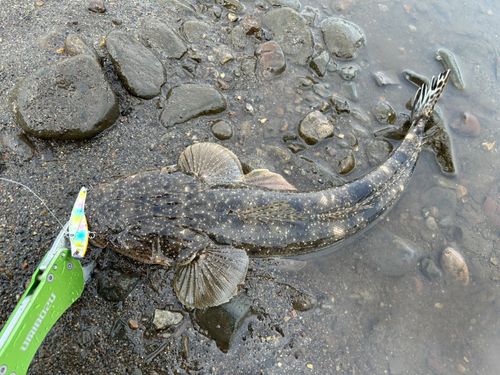マゴチの釣果