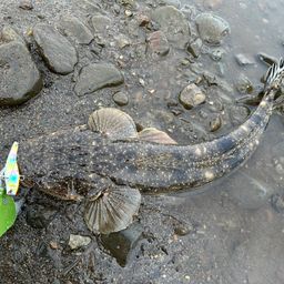 マゴチ