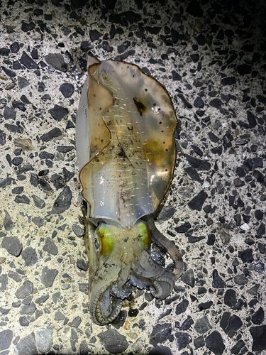 アオリイカの釣果