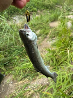 ヤマメの釣果
