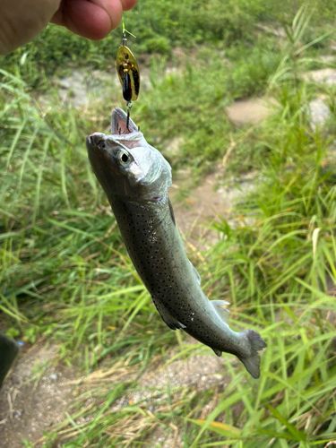ヤマメの釣果