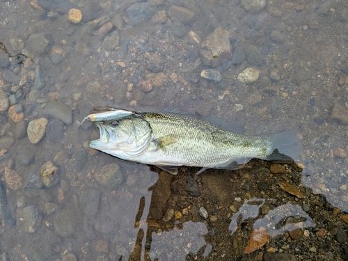 ラージマウスバスの釣果
