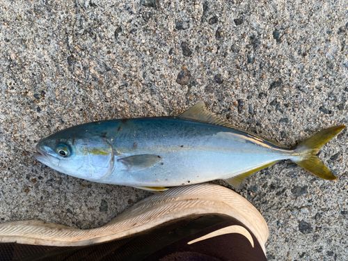 ヤズの釣果