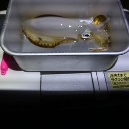 アオリイカ
