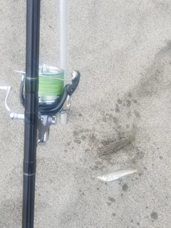シロギスの釣果