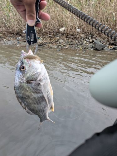キビレの釣果