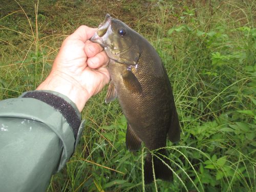 スモールマウスバスの釣果