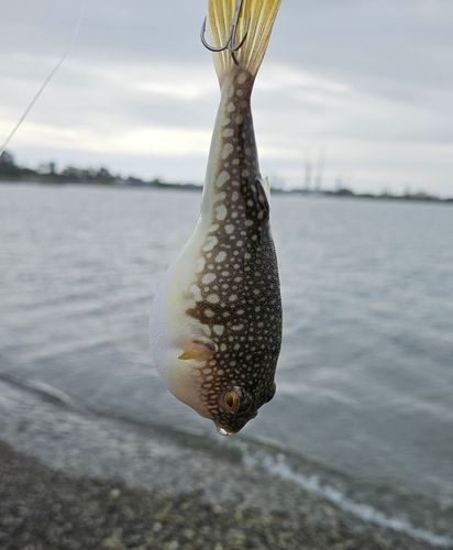 フグの釣果