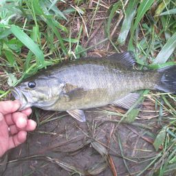 スモールマウスバス