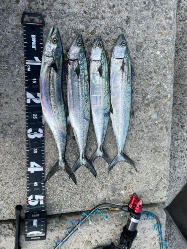 サゴシの釣果