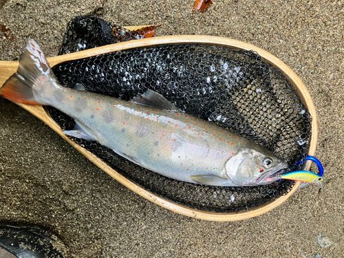 アマゴの釣果