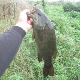 スモールマウスバス