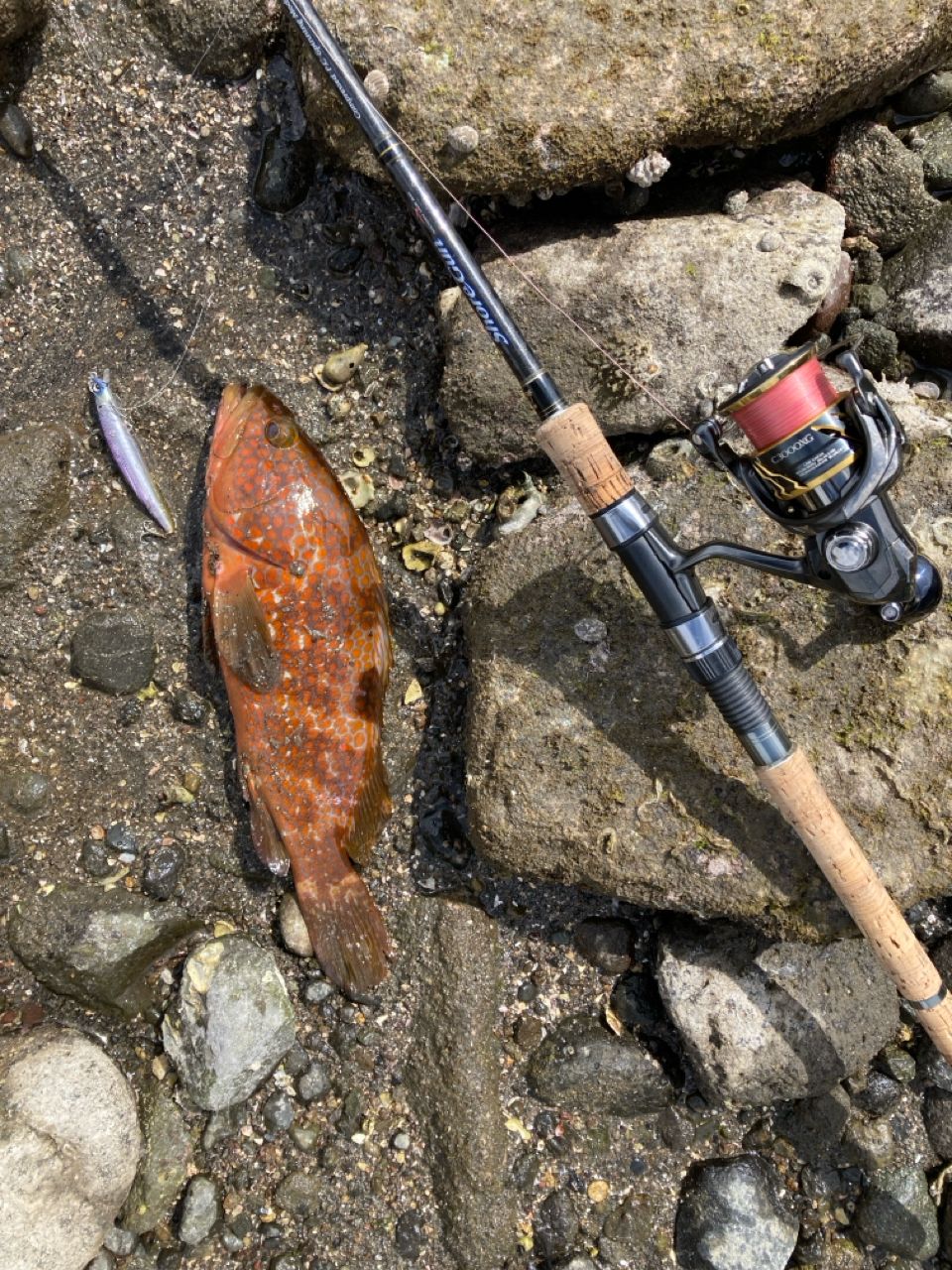 Angler's Republic ショアガン エボルブ SFSGS-96MLの最安値