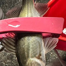 セイゴ（タイリクスズキ）