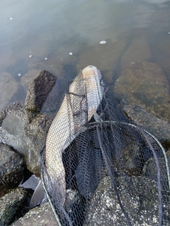 ハクレンの釣果
