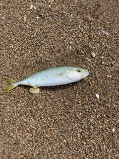 コゾクラの釣果
