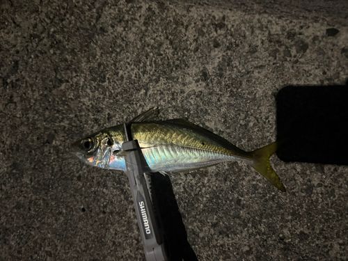 マアジの釣果