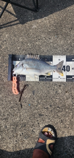 キビレの釣果
