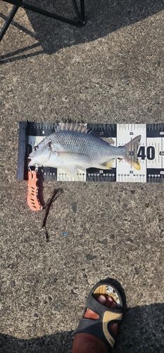 キビレの釣果