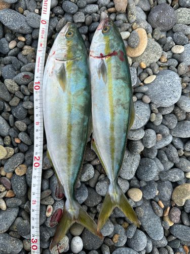 コゾクラの釣果