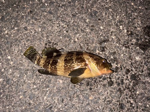 マアジの釣果