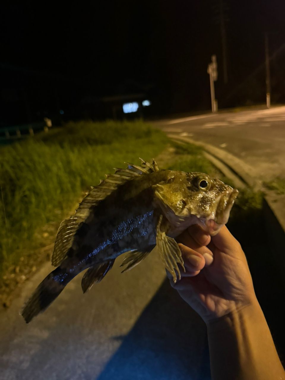 マアジ