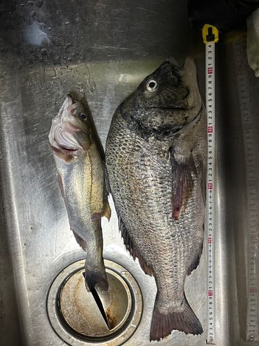チヌの釣果