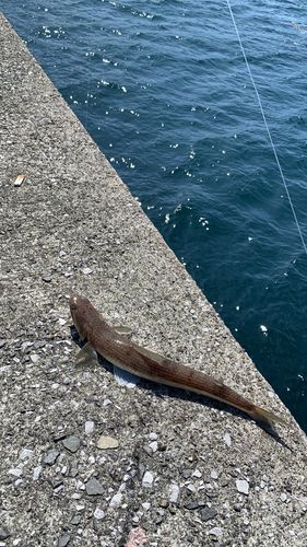 エソの釣果