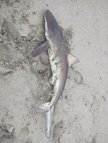 サメの釣果