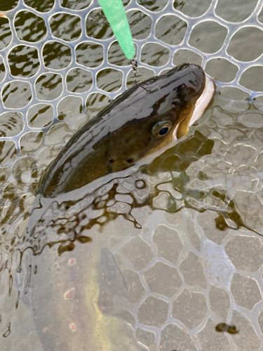 ブラウントラウトの釣果