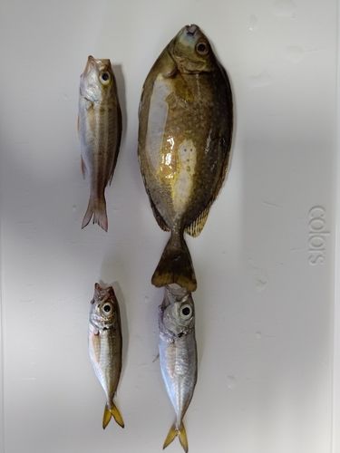 アイゴの釣果
